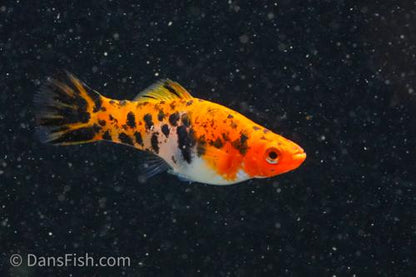 Koi Sanke Swordtail, Male