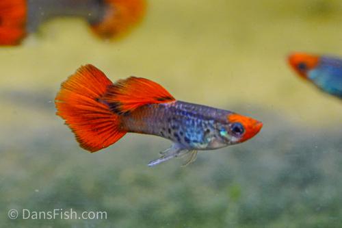 Koi Snakeskin Guppy, Pair (1M1F)
