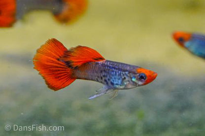 Koi Snakeskin Guppy, Pair (1M1F)