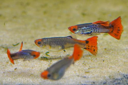 Koi Snakeskin Guppy, Pair (1M1F)
