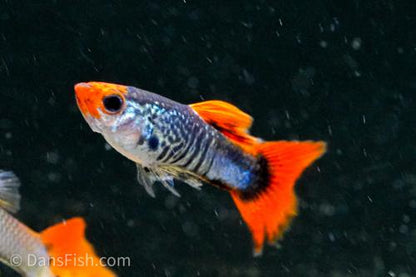 Koi Snakeskin Guppy, Pair (1M1F)
