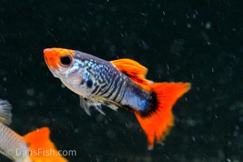 Koi Snakeskin Guppy, Pair (1M1F)