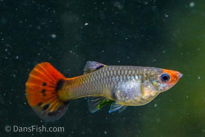 Koi Snakeskin Guppy, Pair (1M1F)
