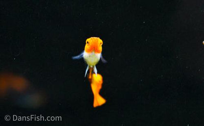 Koi Tuxedo Guppy, Trio (1M2F)