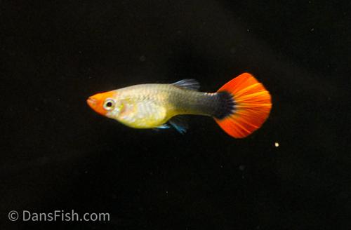 Koi Tuxedo Guppy, Trio (1M2F)
