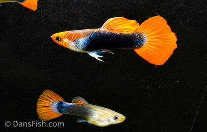 Koi Tuxedo Guppy, Trio (1M2F)
