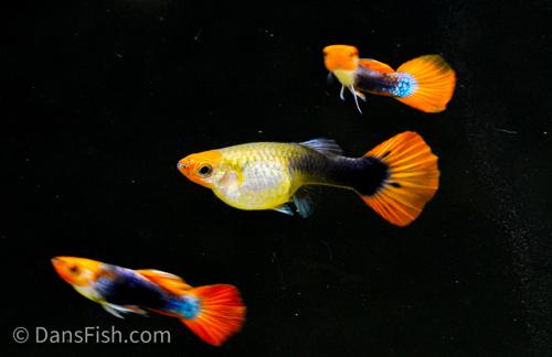 Koi Tuxedo Guppy, Trio (1M2F)