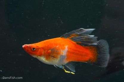 Koi Wag High Fin Swordtail