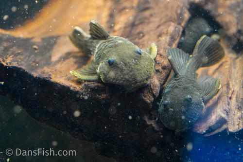 L056 Chubby Pleco