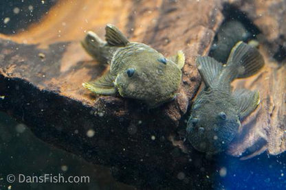 L056 Chubby Pleco