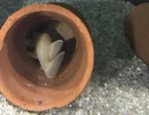 L056 Chubby Pleco