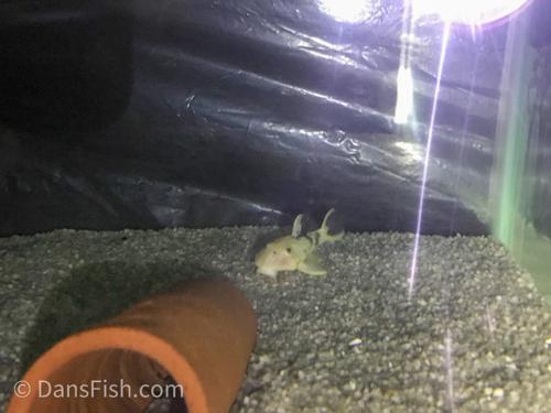 L056 Chubby Pleco