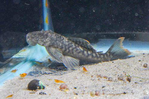 L106 Orange Seam Pleco