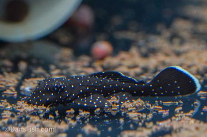 L181 Peppermint Bushynose Pleco