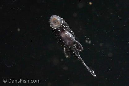 L183 Starlight Bushynose Pleco