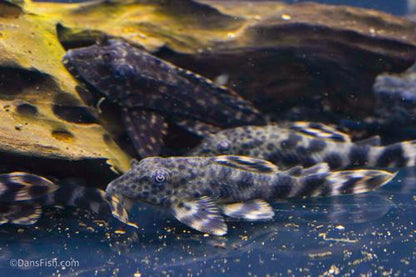 L205 Andes Tiger Pleco