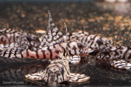L236 Super White Pleco RB Line - The Holy Grail!