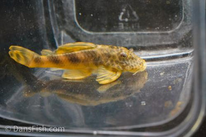 L243 Orange Tiger Pleco