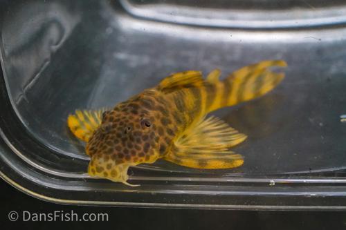 L243 Orange Tiger Pleco