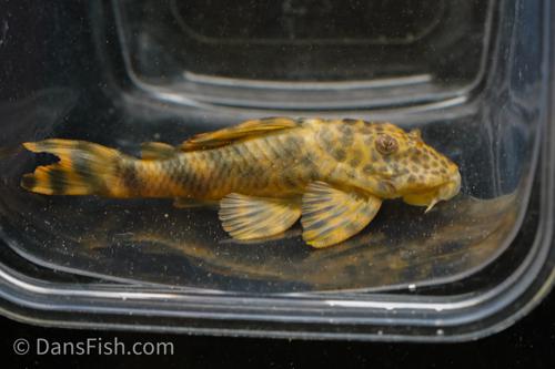 L243 Orange Tiger Pleco
