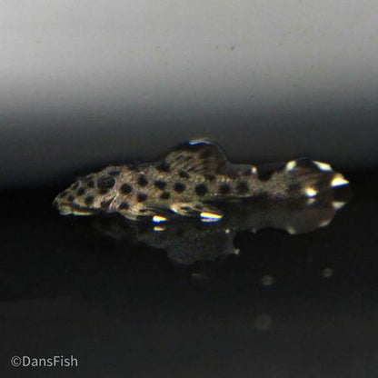 L264 Sultan Pleco