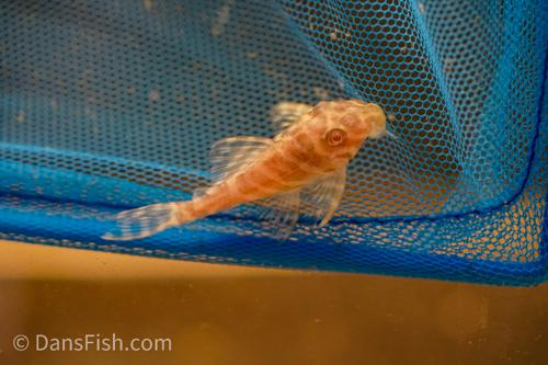 L270 Albino Chocolate Zebra Pleco