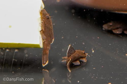 L393 Cheese Creek Bushynose Pleco