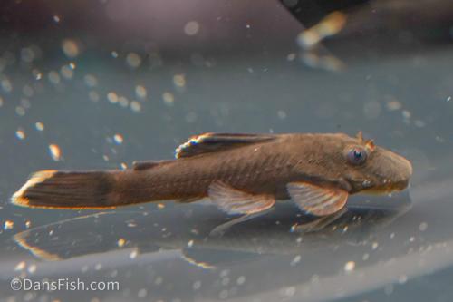 L393 Cheese Creek Bushynose Pleco