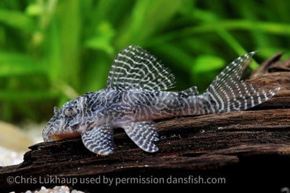 L411 Monte Dourado Pleco