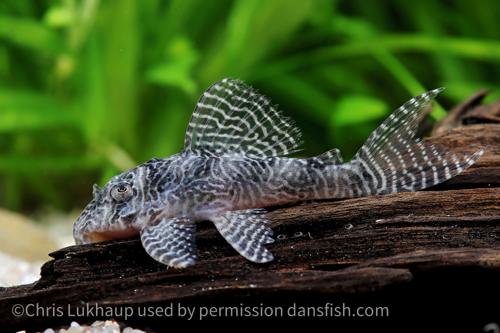 L411 Monte Dourado Pleco