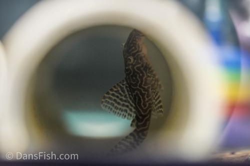 L411 Monte Dourado Pleco
