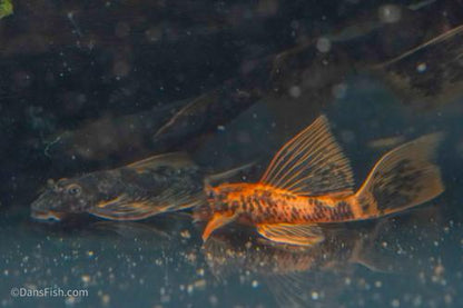 LDA016 Longfin Orange Calico Bushynose Pleco