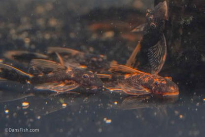 LDA016 Longfin Orange Calico Bushynose Pleco