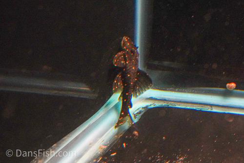 LDA031 Mustard Spot Pleco