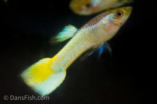 Lemon Guppy, Pair (1M1F)