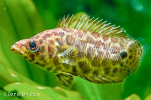 Leopard Ctenopoma-Pellet Trained