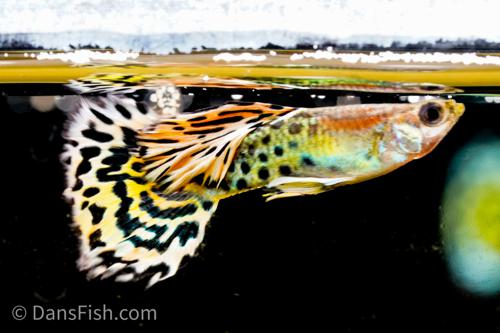 Leopard Guppy, Reverse Trio (2M1F)
