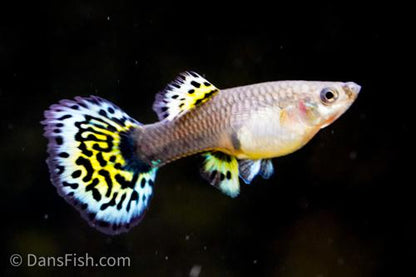 Leopard Guppy, Reverse Trio (2M1F)