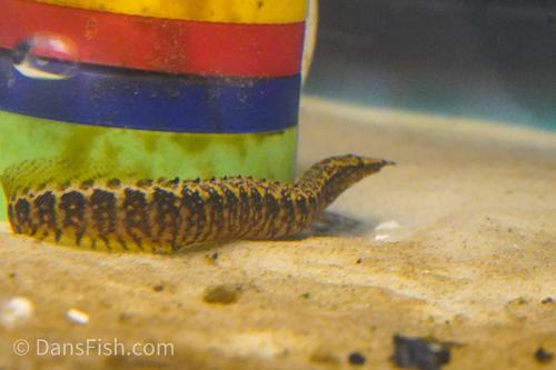 Lesser Spiny Eel