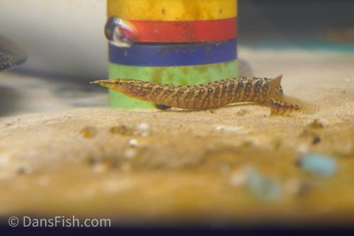 Lesser Spiny Eel