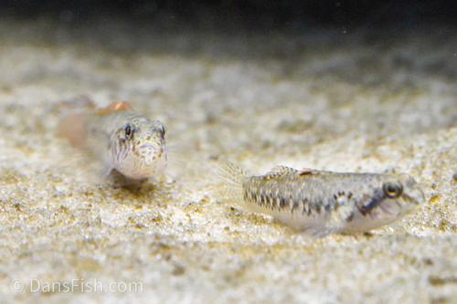 Lever's Goby