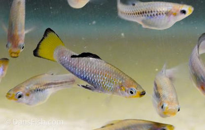 Limia perugiae "Boca de Cachon", Breeding Group (1M5F)