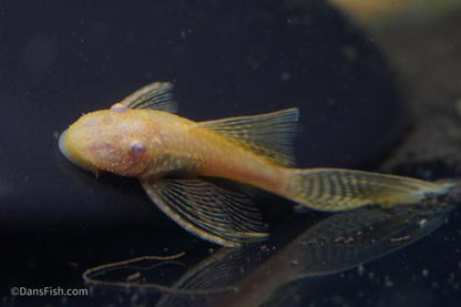 Long Fin Albino Bushynose Pleco