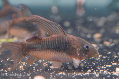 Long Fin Cory Aeneus