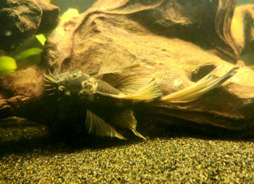 Long-Fin Green Dragon Bushynose Pleco