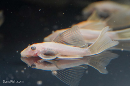 Long Fin Lemon Blue Eye Bushynose Pleco