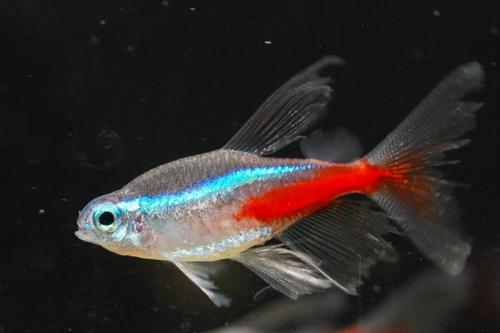 Long-Fin Neon Tetra (see Note about Fins)