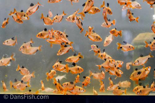 Long-Fin Serpae Tetra
