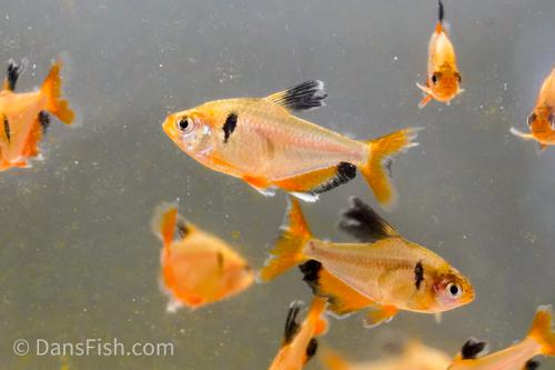 Long-Fin Serpae Tetra