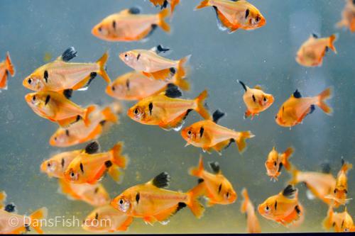 Long-Fin Serpae Tetra
